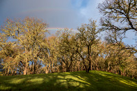 3/15/2021 Blue Oak Forest: Deer, Lichen, Rainbows