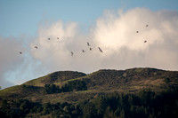Gulls and Windy Hill