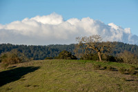 Valley Oak (Quercus lobata) on the Ridge