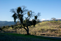 Mistletoe Valley Oak, Windy Hill