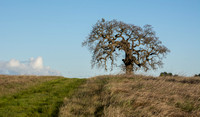 Lone Valley Oak (Quercus lobata) on Road F