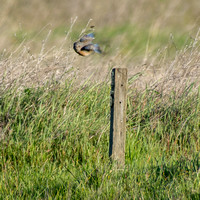Male Western Bluebird (Sialia mexicana) Hunts from Trail Sign