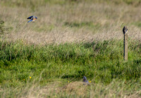 Three Western Bluebirds (Sialia mexicana)
