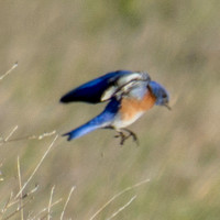 Three Western Bluebirds (Sialia mexicana) (Detail)