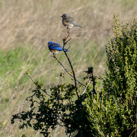 Two Western Bluebirds (Sialia mexicana)