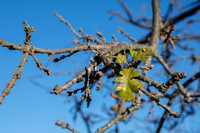 New Leaves on Valley Oak (Quercus lobata)