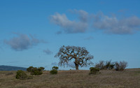 Lone Valley Oak (Quercus lobata) on Road F