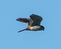 Male American Kestrel (Falco sparverius), Kiting