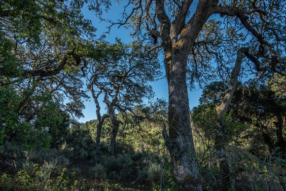 Oak Woodland