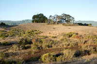 Grassland, Oaks, and Deer