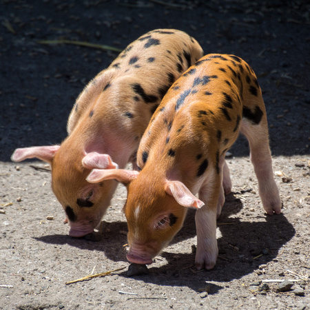 Two Spotted Piglets