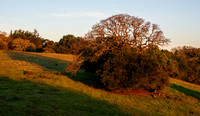 Oaks Greet the New Sun