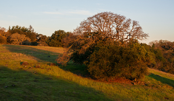 Oaks Greet the New Sun