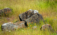 Popies with Serpentine Rocks