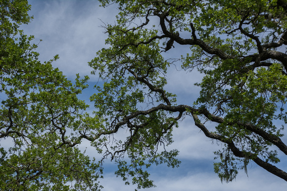 Valley Oak (Quercus lobata) Canopy near the Sun Field Station