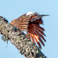 Colorful Wings of Northern Flicker (Colaptes auratus)