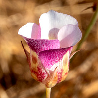Clay Mariposa Lily (Calochortus argillosus)