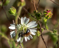 Beefly on Tarweed