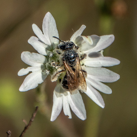 Beefly on Tarweed