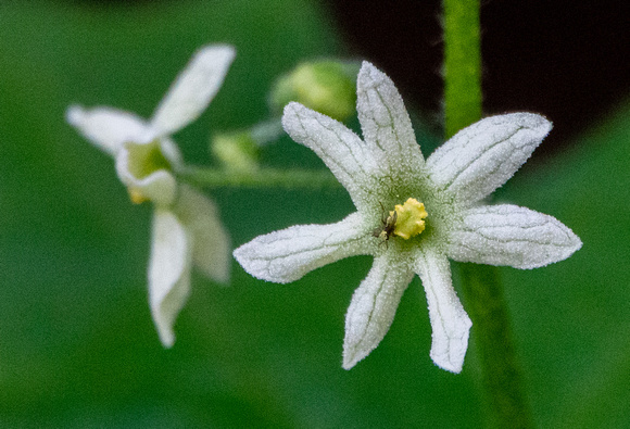 Flower of California Man-root (Marah fabacea), with Insect