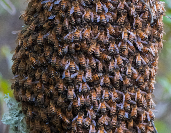 Mass of Western Honeybees (Apis Mellifera)