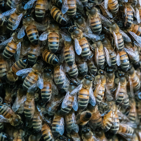 Western Honeybees (Apis Mellifera)