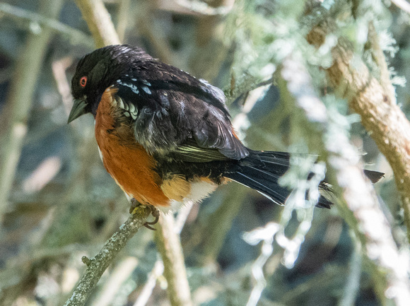 Spotted Towhee (Pipilo maculatus) Spreads its Tail