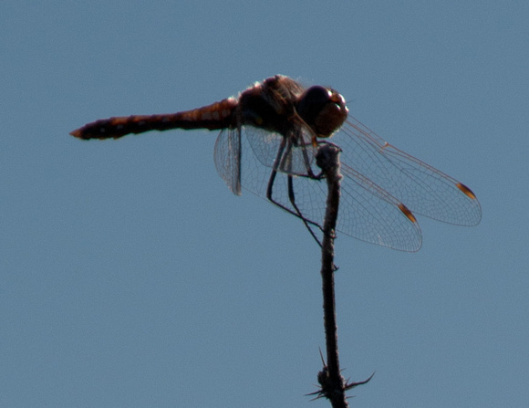 Dragonfly at Rest