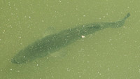 Fish in Searsville Lake (Closer)