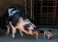 4/28/2018 Spotted Piglets