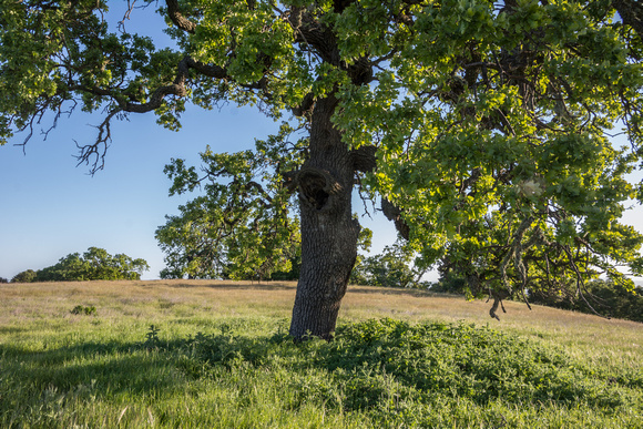 Lone Valley Oak (Quercus lobata) (4)