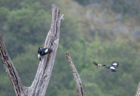 Male and Female Acorn Woodpeckers Relocate Acorns