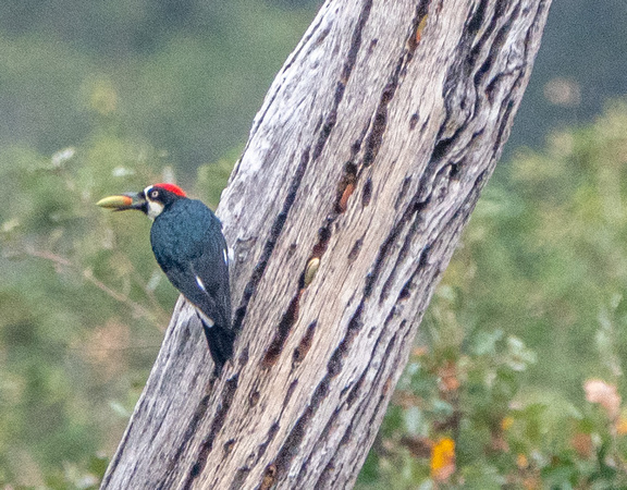 Male Acorn Woodpecker Relocates Acorn