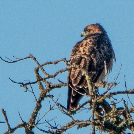 Red-tailed Hawk (Buteo jamaicansis) in Top of Valley Oak