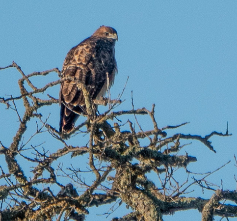 Red-tailed Hawk (Buteo jamaicansis) in Top of Valley Oak