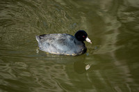 American Coot (Fulica americana) with Reflection