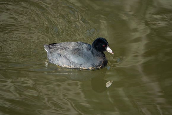 American Coot (Fulica americana) with Reflection