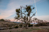 Valley Oak with Mistletoe, before Sunrise