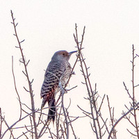 Northern Flicker (Colaptes auratus) in Chaparral (Detail)