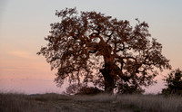 Dawn on Lone Valley Oak