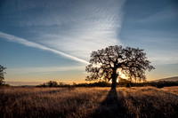 Dawn on Lone Valley Oak