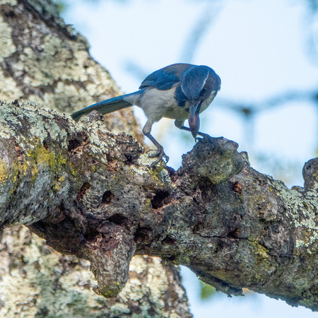 California Scrub Jay Stores Acorn