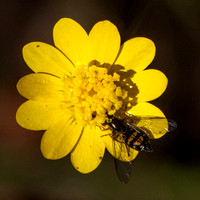 Beefly on Flower