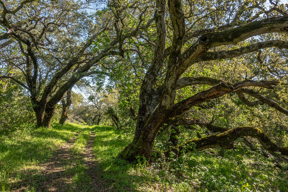 Oak Woodland