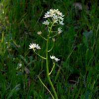 Fremont Star Lily (Toxicoseordion fremontii)