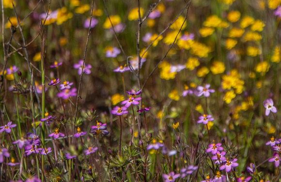 Spring Flowers