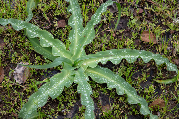 Soap Plant (Chlorogalum pomeridianum var pomeridianum) with Dew
