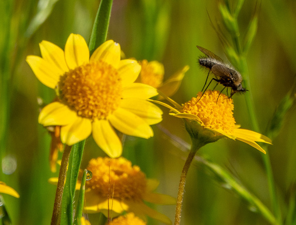 Fly on Goldfields