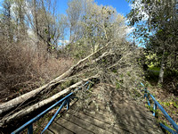 Fallen Tree on Leonard's Bridge