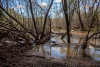 3/15/2023 After the Deluge: Muddy Searsville Lake, Fallen Granary Tree